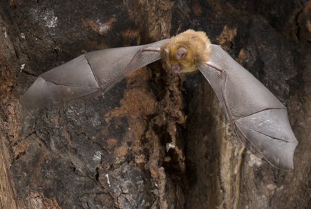 bat